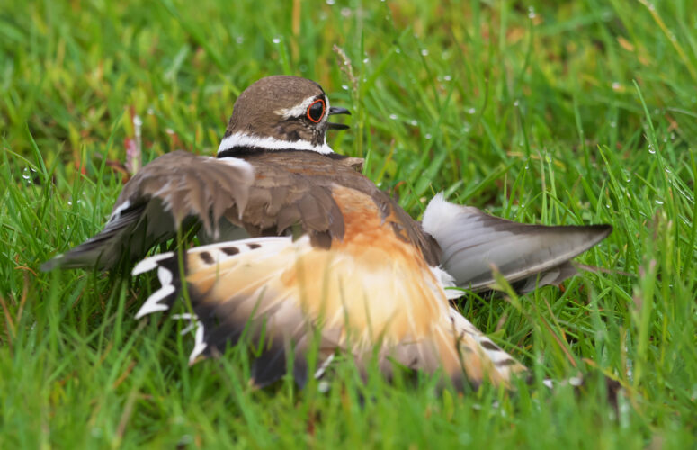 What Can I Do to Help a Bird That Has Collided With a Window?